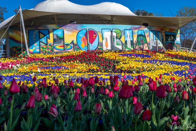Deep red tulips in the foreground, with colourful tulip displays and Stage 88 featuring a large 'Floriade' mural across the back wall of the stage.